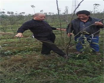 金土地品質(zhì)值得信賴(lài)[河南梨樹(shù)苗]